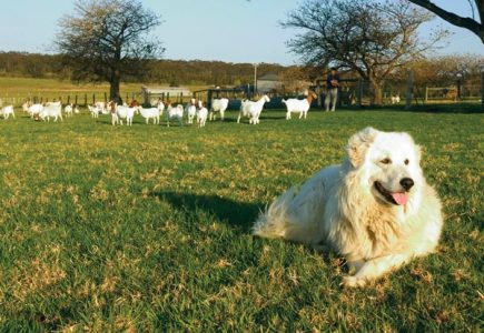 Animals on Guard Image